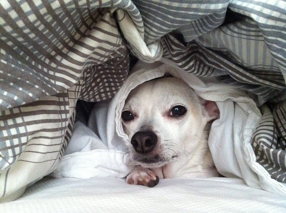 Mocha, a small white chihuahua, tucked under a grey-striped duvet with only his face showing.