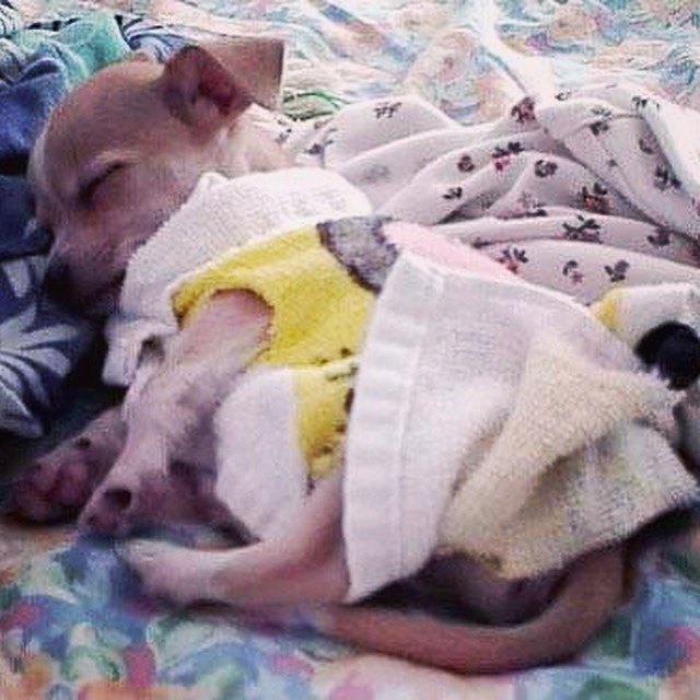 Mocha asleep in a yellow knitted sweater, curled on a floral blanket.